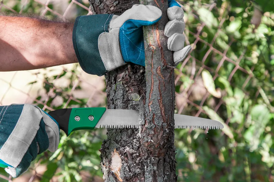 Tree Care Tips Loxahatchee, FL Tree Care Tips Loxahatchee, FL