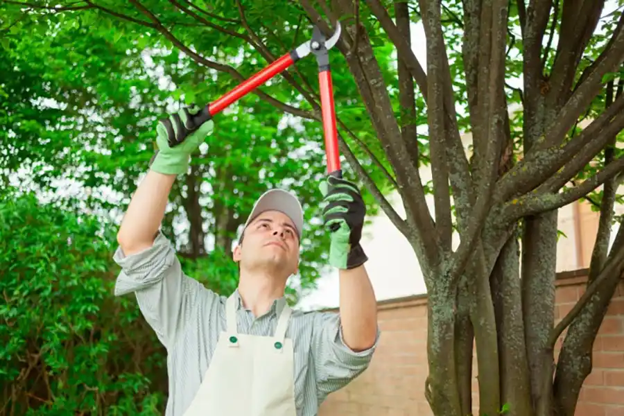 Tree Care Tips in Loxahatchee, FL Tree Care Tips in Loxahatchee, FL